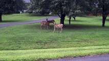 Shiba Inu, Siberian Husky Meet Deer