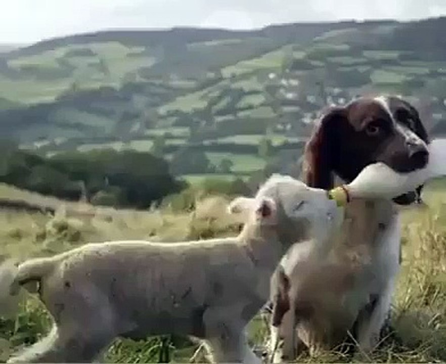 Allah ky shan ka mushahada kai jeyye animals how help each other