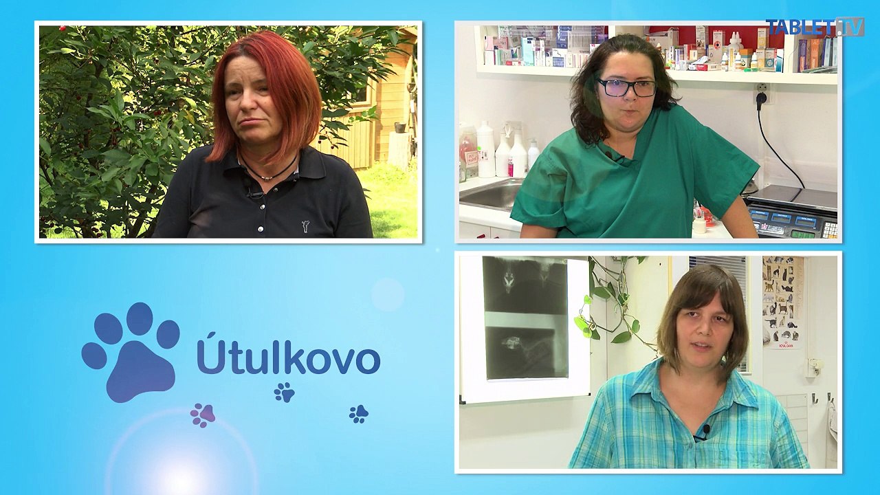 Chováte doma škrečka, morča, alebo králika? Horúčavy im môžu ublížiť