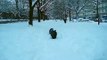 Scottish Terriers in the Snow.wmv
