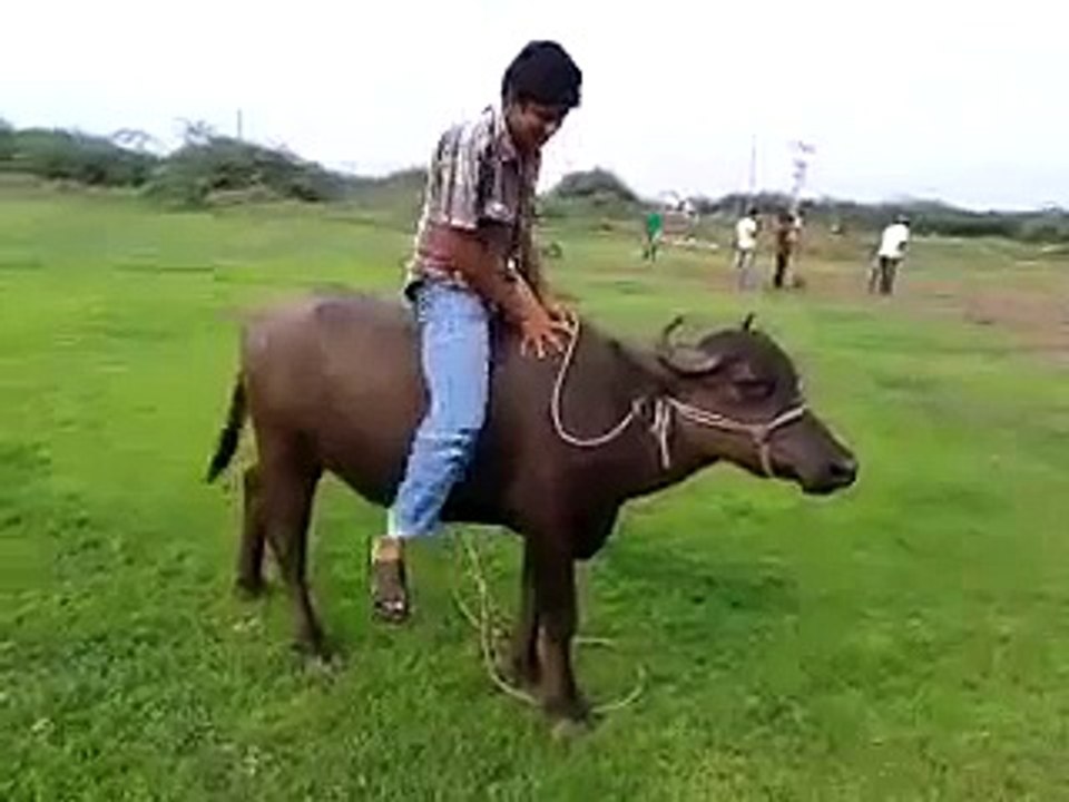 WHATSAPP FUNNY ANIMAL