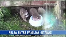 Funny Raccoon drinks milk with full head in the Bowl!