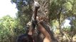 Comment les bûcherons italien retire le liège des arbres