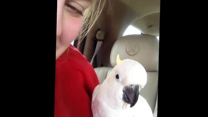 Perroquet trop mignon joue à Peekaboo