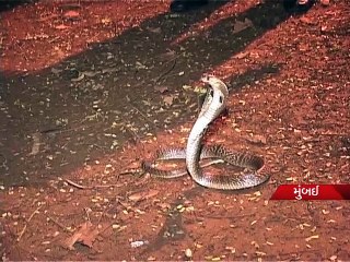 Mumbai cop rescued cobra - Tv9 Gujarati