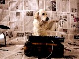 dogBeat ** talented dog mixes a hot beat