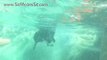 Another Cool Underwater Dog Video