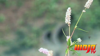 What the heck are these Snakes doing