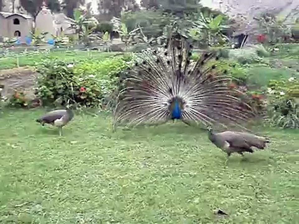 Pavo Real - baile de cortejo