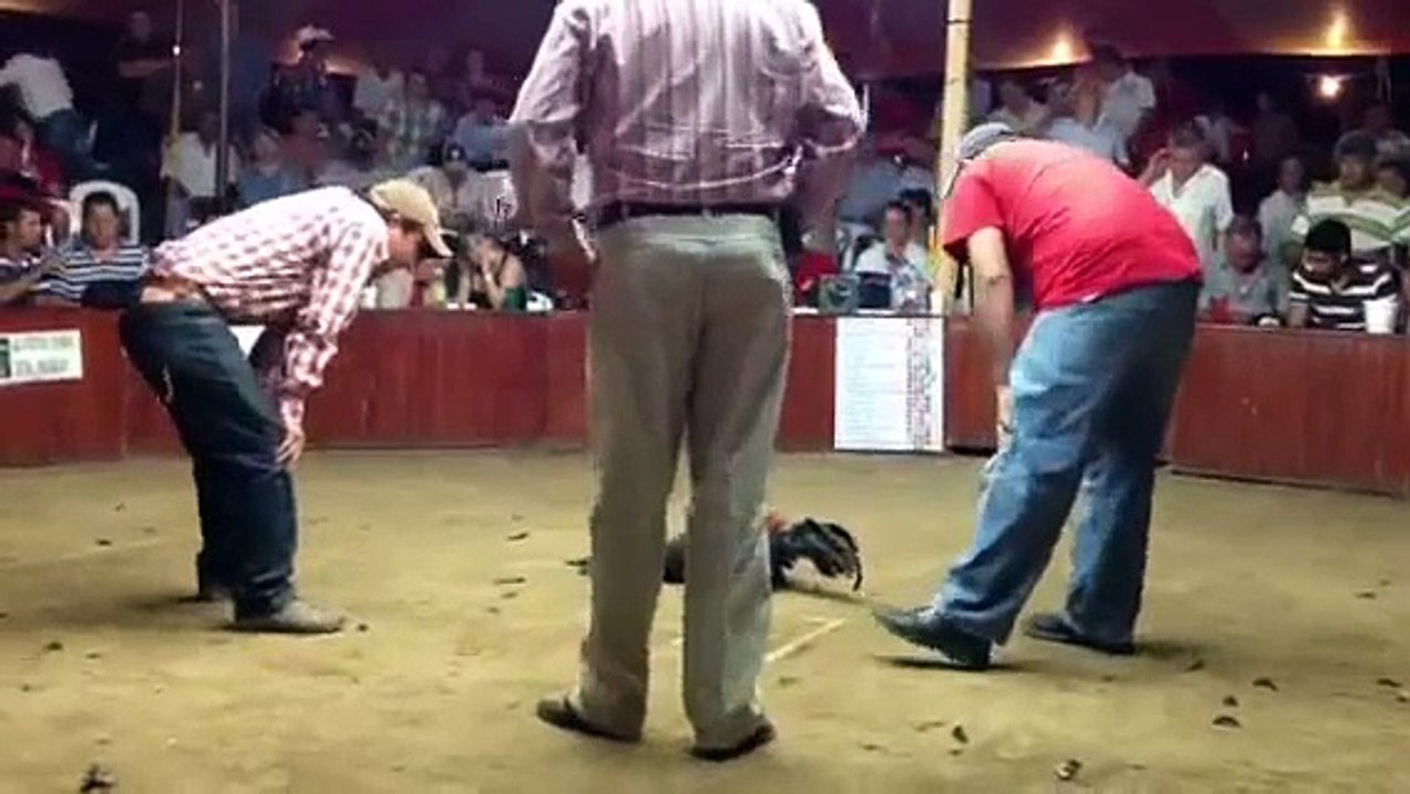 Gallo Prieto segunda copa corona panuco Veracruz!!