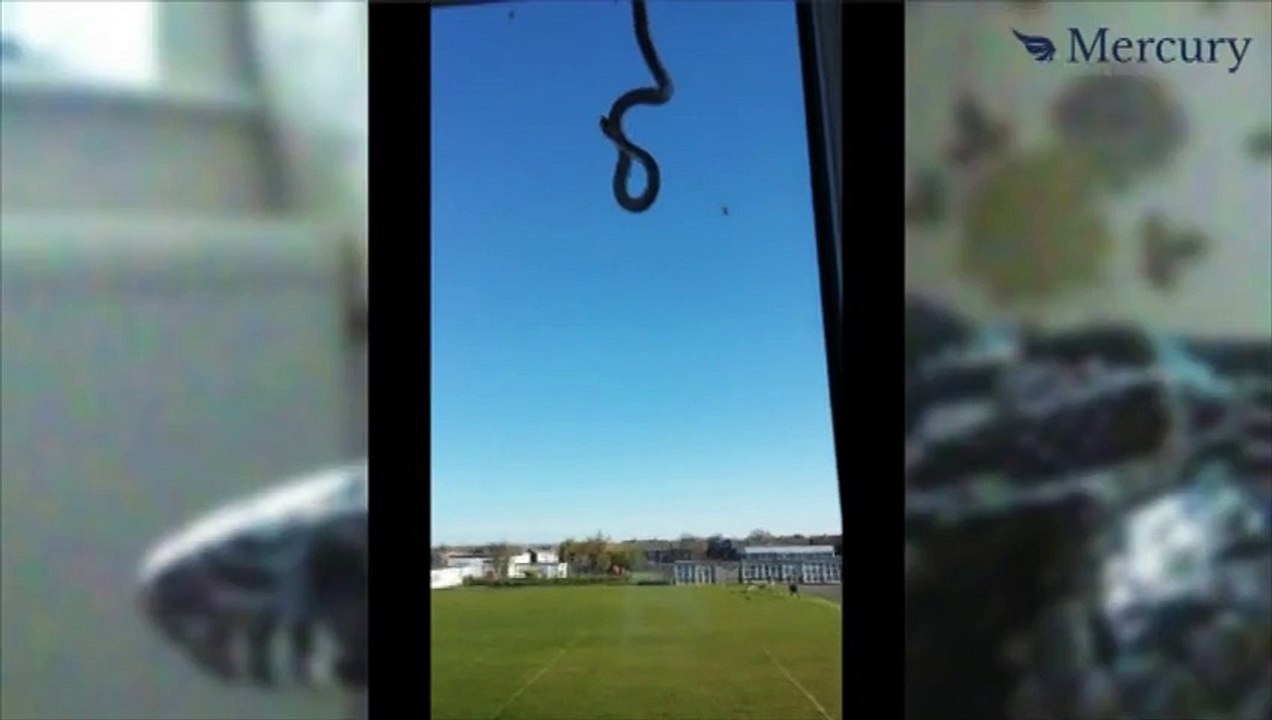 Une jeune femme adopte un serpent "tombé du ciel"