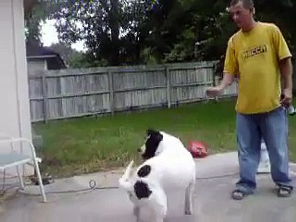 pitbull attacks man