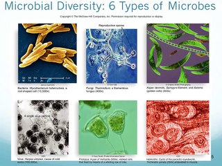 Chapter 1 Themes of Microbiology