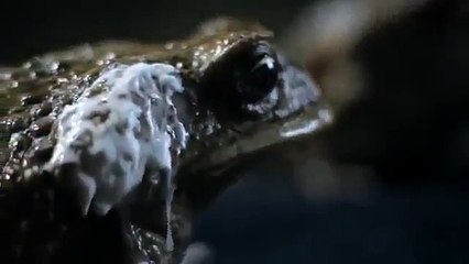 Ford Falcon Funny Banned Commercial Frogs Toads Australia 2013 New Car Review HD