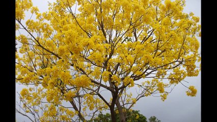 LA CEIBA DEL PUERTO -  HERMANOS ZULETA