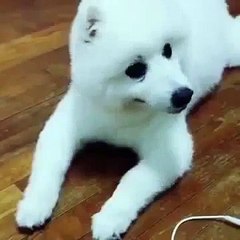 Cute Dog howling attempt fails AGAIN. Donald Duck not?