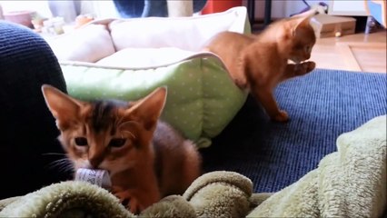 Abyssinian Kitten playing - 7 weeks old