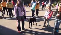 The Alpha Canine Group presents Alpha Dog Training