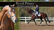 Royal Prince- 1999 Hanoverian Stallion