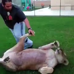 Tigers playing with humans