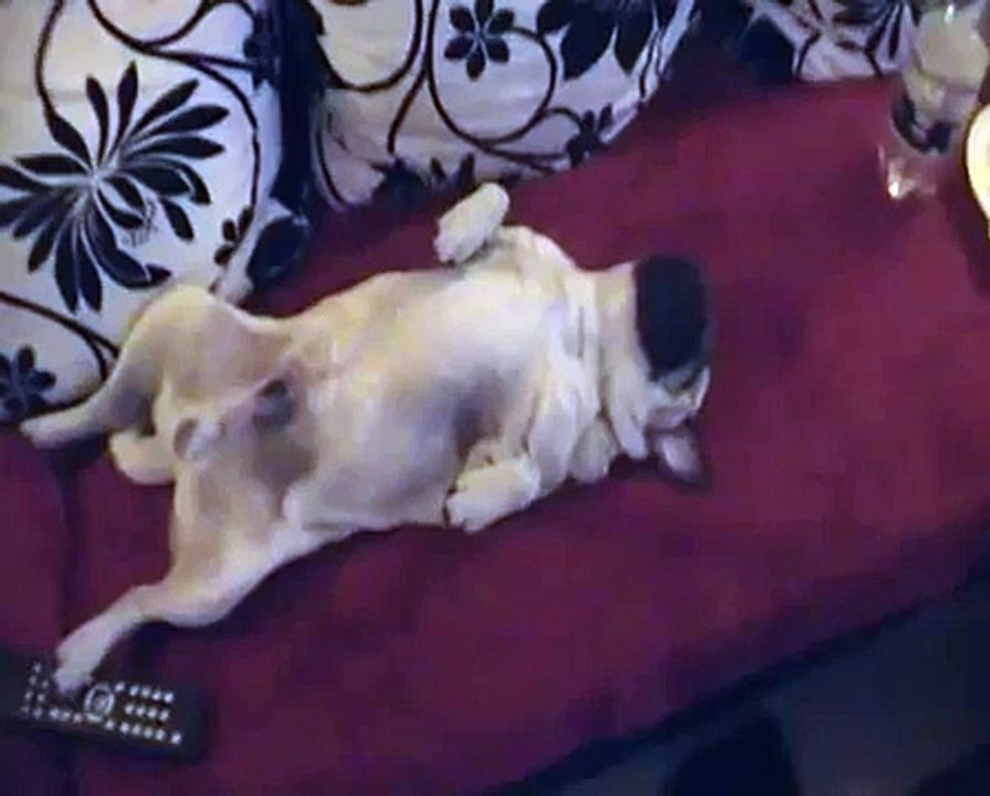Schnarchender Mops (sehr lustig) :D