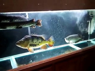 peacock bass jardini alligator gar tank