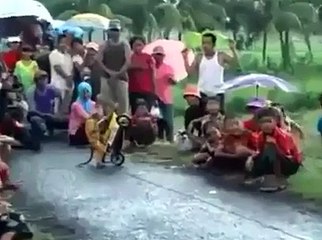 AMZING MONKEY FUNNY CLIP