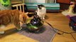 Cats Drinking Fontain - Funny Cats 2015 - Cats Exploring Water - Funny Kittens The Catnip Mafia