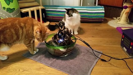 Cats Drinking Fontain - Funny Cats 2015 - Cats Exploring Water - Funny Kittens The Catnip Mafia