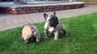 French bulldog puppies 5 weeks old... very cute !!