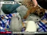 Marc Logan TV Patrol Rabbit Tricks (Caminade Rabbit) Trained By Jun Lazarte