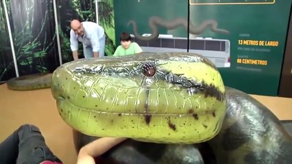 world's largest anaconda reveled.