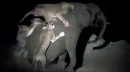 leones cazando elefantes