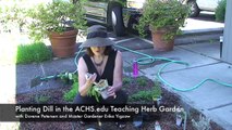 Planting Dill in the ACHS.edu Teaching Herb Garden