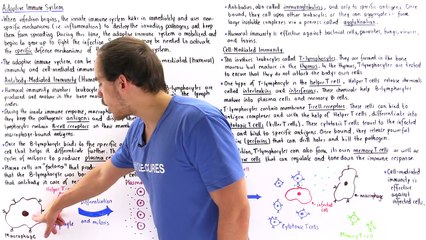 Adaptive Immune System