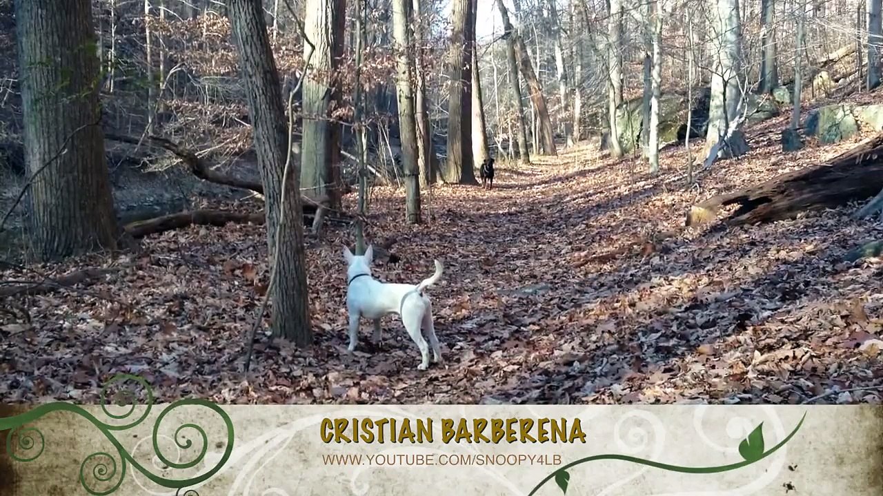 Bull Terrier Vs. Rottweiler Stand off