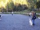 Dog Training, Whippet goes crazy