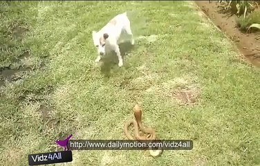 Dog Vs Snake funny must watch