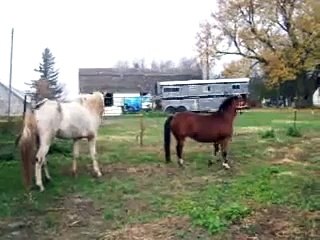 Stallion and mare introduction