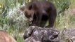 Grizzly Bears vs Wolves: Bear Fights Wolf - Animal Nature Wildlife Documentary