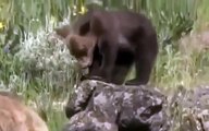 Grizzly Bears vs Wolves: Bear Fights Wolf - Animal Nature Wildlife Documentary