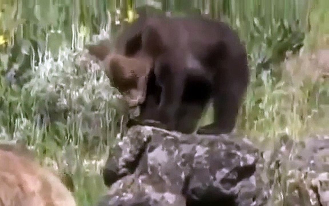Grizzly Bears vs Wolves: Bear Fights Wolf - Animal Nature Wildlife Documentary