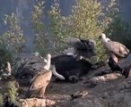 Griffon Vultures feeding in Bulgaria