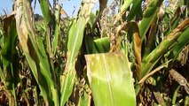 Severe Corn Crop Damage in Sandy Soils.MOV