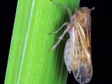 Controlling rice planthoppers without insecticides