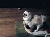 My pet pekingese dog humping a stuffed animal toy koosa