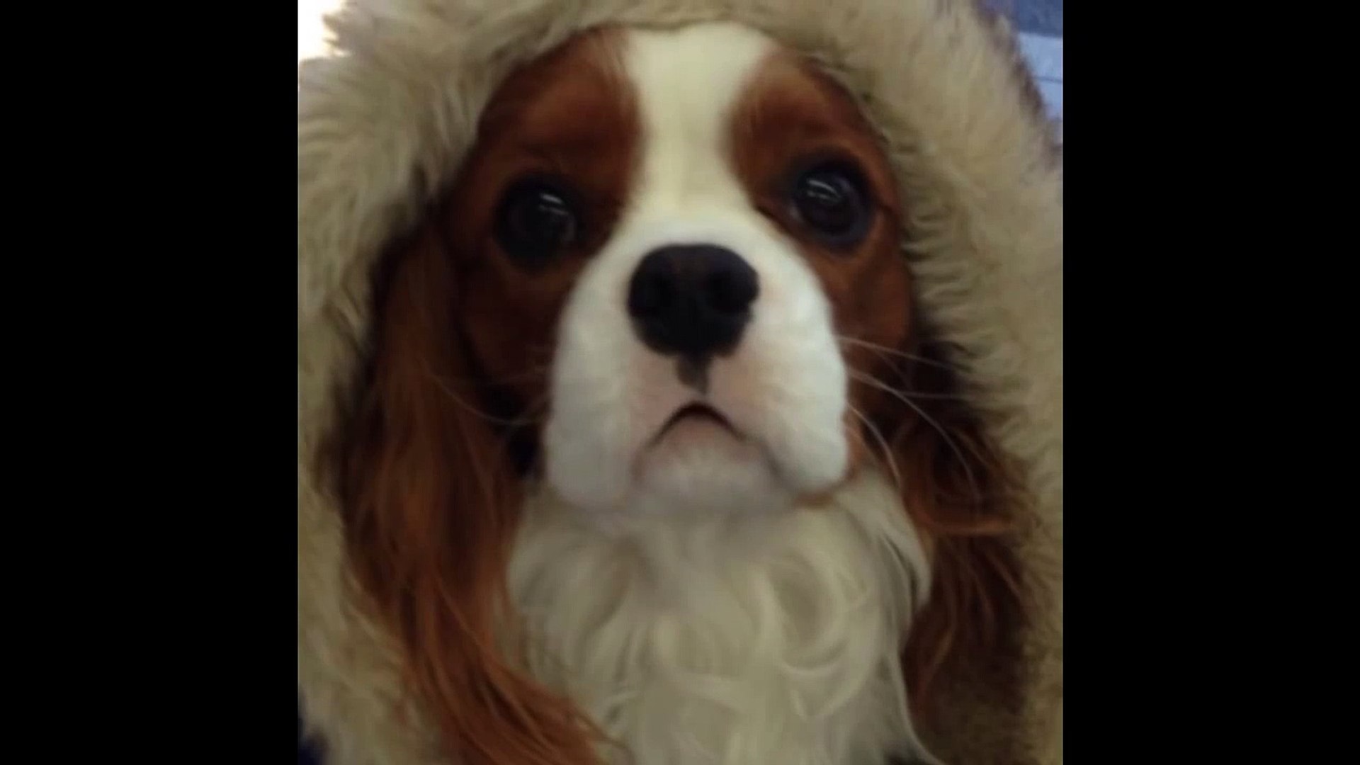 major the talking dog