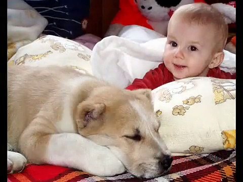 Alabai : Baj-Tagan (Central Asian Shepherd dog)