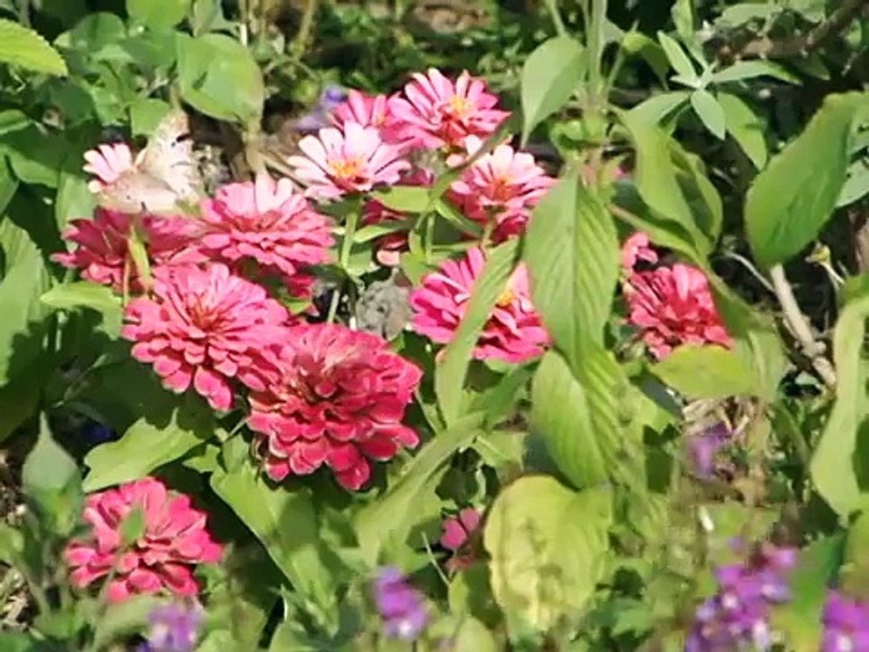 Come See What's Growing at the Port St. Lucie Botanical Gardens