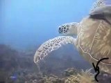 Green Sea Turtle - Roatan Honduras